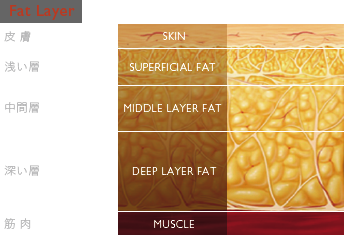 Fat Layer